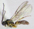  (Dinotrema sp. 1MJS - KNWR 4065)  @12 [ ] No Rights Reserved (2012) Unspecified U.S. Fish and Wildlife Service