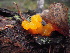  (Dacrymyces chrysospermus - KNWR Herb 10336)  @11 [ ] CreativeCommons - Attribution Non-Commercial Share-Alike (2013) Unspecified U.S. Fish and Wildlife Service