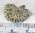  (Heterodermia speciosa - KNWR Herb 9017)  @11 [ ] CreativeCommons - Attribution Non-Commercial Share-Alike (2013) Unspecified U.S. Fish and Wildlife Service