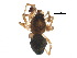  (Oedothorax montifer - BIOUG19077-C08)  @12 [ ] CreativeCommons - Attribution (2015) CBG Photography Group Centre for Biodiversity Genomics