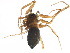  (Agyneta angulata - BIOUG19078-G12)  @12 [ ] CreativeCommons - Attribution (2015) CBG Photography Group Centre for Biodiversity Genomics