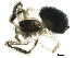  (Dipoena nigra - BIOUG20045-C04)  @14 [ ] CreativeCommons - Attribution (2016) CBG Photography Group Centre for Biodiversity Genomics
