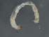  ( - 09PROBE-02129)  @12 [ ] CreativeCommons - Attribution (2009) Unspecified Centre for Biodiversity Genomics
