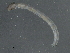  (Psectrocladius sp. TE03 - 09PROBE-02164)  @12 [ ] CreativeCommons - Attribution (2009) Unspecified Centre for Biodiversity Genomics