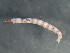  (Procladius appropinquatus - 09PROBE-02170)  @13 [ ] CreativeCommons - Attribution (2009) Unspecified Centre for Biodiversity Genomics