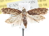  (Depressaria depressana - BIOUG16764-B10)  @14 [ ] CreativeCommons - Attribution (2014) CBG Photography Group Centre for Biodiversity Genomics