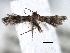  ( - BIOUG16764-C07)  @13 [ ] CreativeCommons - Attribution (2014) CBG Photography Group Centre for Biodiversity Genomics