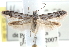  ( - BIOUG16764-F11)  @14 [ ] CreativeCommons - Attribution (2014) CBG Photography Group Centre for Biodiversity Genomics