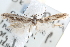  (Scrobipalpula sp - BIOUG16764-G12)  @14 [ ] CreativeCommons - Attribution (2014) CBG Photography Group Centre for Biodiversity Genomics