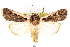  ( - BIOUG20646-A03)  @11 [ ] CreativeCommons - Attribution (2015) CBG Photography Group Centre for Biodiversity Genomics