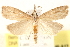  (Eoreuma densella - BIOUG20646-A12)  @15 [ ] CreativeCommons - Attribution (2015) CBG Photography Group Centre for Biodiversity Genomics