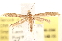  (Caloptilia paradoxa - BIOUG20646-E06)  @15 [ ] CreativeCommons - Attribution (2015) CBG Photography Group Centre for Biodiversity Genomics