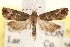  (Paralobesia viteana - BIOUG20646-E09)  @14 [ ] CreativeCommons - Attribution (2015) CBG Photography Group Centre for Biodiversity Genomics