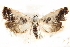  ( - BIOUG21233-C07)  @13 [ ] CreativeCommons - Attribution (2015) CBG Photography Group Centre for Biodiversity Genomics