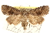  (Oligia obtusa - BIOUG21233-D10)  @15 [ ] CreativeCommons - Attribution (2015) CBG Photography Group Centre for Biodiversity Genomics