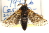  (Cerura scitiscripta - BIOUG21233-F08)  @12 [ ] CreativeCommons - Attribution (2015) CBG Photography Group Centre for Biodiversity Genomics