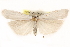  ( - BIOUG21233-F11)  @14 [ ] CreativeCommons - Attribution (2015) CBG Photography Group Centre for Biodiversity Genomics