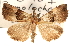  (Bomolocha - BIOUG21233-G07)  @11 [ ] CreativeCommons - Attribution (2015) CBG Photography Group Centre for Biodiversity Genomics