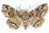  ( - BIOUG24422-A12)  @15 [ ] CreativeCommons - Attribution (2015) CBG Photography Group Centre for Biodiversity Genomics