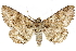  ( - BIOUG24422-B01)  @14 [ ] CreativeCommons - Attribution (2015) CBG Photography Group Centre for Biodiversity Genomics