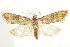  (Rhyacionia busckana - BIOUG24422-B09)  @14 [ ] CreativeCommons - Attribution (2015) CBG Photography Group Centre for Biodiversity Genomics