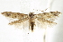  (Mompha capella - BIOUG24422-C09)  @14 [ ] CreativeCommons - Attribution (2015) CBG Photography Group Centre for Biodiversity Genomics