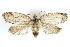  ( - BIOUG24422-D06)  @14 [ ] CreativeCommons - Attribution (2015) CBG Photography Group Centre for Biodiversity Genomics