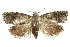  ( - BIOUG24423-A10)  @15 [ ] CreativeCommons - Attribution (2015) CBG Photography Group Centre for Biodiversity Genomics