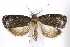  (Aterpia approximana - BIOUG24423-B01)  @14 [ ] CreativeCommons - Attribution (2015) CBG Photography Group Centre for Biodiversity Genomics