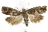  ( - BIOUG24423-B09)  @15 [ ] CreativeCommons - Attribution (2015) CBG Photography Group Centre for Biodiversity Genomics