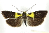  (Rectiostoma xanthobasis - BIOUG24423-B11)  @14 [ ] CreativeCommons - Attribution (2015) CBG Photography Group Centre for Biodiversity Genomics