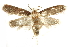  (Depressaria depressana - BIOUG24423-D11)  @14 [ ] CreativeCommons - Attribution (2015) CBG Photography Group Centre for Biodiversity Genomics