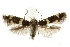  ( - BIOUG24423-E10)  @14 [ ] CreativeCommons - Attribution (2015) CBG Photography Group Centre for Biodiversity Genomics
