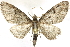  ( - BIOUG24423-F05)  @15 [ ] CreativeCommons - Attribution (2015) CBG Photography Group Centre for Biodiversity Genomics