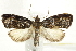  ( - BIOUG24423-F08)  @14 [ ] CreativeCommons - Attribution (2015) CBG Photography Group Centre for Biodiversity Genomics