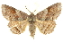  ( - BIOUG24423-F10)  @15 [ ] CreativeCommons - Attribution (2015) CBG Photography Group Centre for Biodiversity Genomics