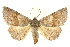  ( - BIOUG24423-F12)  @13 [ ] CreativeCommons - Attribution (2015) CBG Photography Group Centre for Biodiversity Genomics
