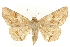  ( - BIOUG24423-G01)  @11 [ ] CreativeCommons - Attribution (2015) CBG Photography Group Centre for Biodiversity Genomics