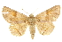  ( - BIOUG24423-G06)  @11 [ ] CreativeCommons - Attribution (2015) CBG Photography Group Centre for Biodiversity Genomics