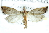  (Haimbachia discalis - BIOUG25029-A08)  @14 [ ] CreativeCommons - Attribution (2016) CBG Photography Group Centre for Biodiversity Genomics