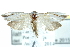  ( - BIOUG26008-G07)  @13 [ ] CreativeCommons - Attribution (2016) CBG Photography Group Centre for Biodiversity Genomics