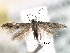  (Mompha capella - BIOUG30799-A10)  @14 [ ] CreativeCommons - Attribution (2016) CBG Photography Group Centre for Biodiversity Genomics
