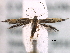  (Cosmopterix floridanella - BIOUG30799-A12)  @14 [ ] CreativeCommons - Attribution (2016) CBG Photography Group Centre for Biodiversity Genomics