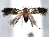  ( - BIOUG30799-E10)  @13 [ ] CreativeCommons - Attribution (2016) CBG Photography Group Centre for Biodiversity Genomics