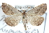  ( - BIOUG30799-G07)  @14 [ ] CreativeCommons - Attribution (2016) CBG Photography Group Centre for Biodiversity Genomics