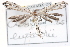  (Oidaematophorus eupatorii - BIOUG30799-H02)  @14 [ ] CreativeCommons - Attribution (2016) CBG Photography Group Centre for Biodiversity Genomics