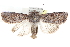  ( - BIOUG30799-H04)  @14 [ ] CreativeCommons - Attribution (2016) CBG Photography Group Centre for Biodiversity Genomics