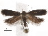  ( - BIOUG34129-D01)  @11 [ ] CreativeCommons - Attribution (2018) CBG Photography Group Centre for Biodiversity Genomics