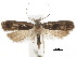  ( - BIOUG34129-F05)  @11 [ ] CreativeCommons - Attribution (2018) CBG Photography Group Centre for Biodiversity Genomics