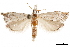  (Haimbachia albescens - BIOUG44120-A01)  @11 [ ] CreativeCommons - Attribution (2019) CBG Photography Group Centre for Biodiversity Genomics
